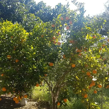 Turiya L'angolo Del Ritrovo